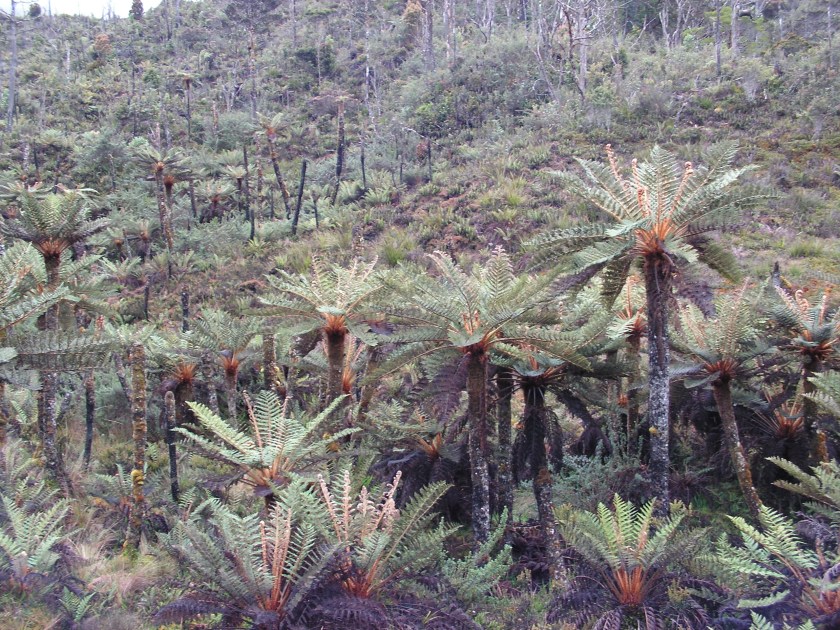 @trek-papua.Madig area. The most un-visted area