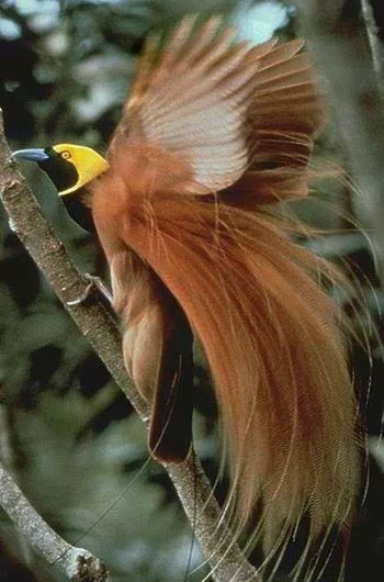bird of paradise.-Bird of Paradise is a bird from Papua. Birds of paradise, especially the males, have beautiful feathers like an angel come down from heaven. Hence birds of paradise known as bird of paradise or bird of paradise. It can be found in Papua, birds of paradise can also be found in our neighboring countries, namely Papua New Guinea and Australia. Well, here are a few species of birds of paradise famous for her beauty: 1. Small Yellow Bird of Paradise (Lesser bird of paradise) This is a type of bird of paradise birds serukuran being with a length of about 32 cm. Plumage color combination of red-brown with a yellow crown and upper back brownish yellow. Jannya birds have dark green throat, and a pair of long tail feathers adorned thick yellow and white. While the female birds have a smaller body size than males, dark brown head, white body and has no ornamental feathers. Regional spread of this type of bird of paradise is covering the whole forest in the northern part of Papua New Guinea and nearby islands such as Misool Island and Yapen. 2. Astrapia Ribbon Tailed Bird of Paradise species has a very long tail feathers that exceeds the length of the body. Even the long tail can be up to 3 times the length of its body. The length of around 32 cm in males, with white ribbon-shaped tail length up to 1 m. As for females, has a rather short tail with a brown color. Birds of paradise this type can be found in the tropical rain forest in the central part of the island of Papua. 3. Blue Bird of Paradise (Blue Bird of Paradise) This bird has a length of about 30 cm, black-bodied, dark brown eyes and gray legs. Male birds wing feathers decorated predominantly purple-blue color. This bird is a typical bird of Papua New Guinea. Endemic area is in the forests of Papua New Guinea and South-East section. Generally they live at altitude 1400 - 1800 m above sea level. Blue-paradise has a unique dance ritual during the breeding season. To attract the birds the male partner will be dancing memamerkan beautiful feathers while noises resembling singing. 4. Paradise Riflebird The distinctive feature of this bird is a male bird has black feathers with blue-green crown, black legs, brown eyes, and a yellow beak. Birds of paradise this type can be found in the forests of New South Wales and Queendslans in Australia. The beauty of this bird seen when male birds spread their wings and move kekana resembles a fan and left like a dance to attract the female. 5. Red Bird of Paradise (Red Bird of Paradise) The length of the bird is about 33 cm. This bird has yellow fur and brown and has a yellow beak. Adult male birds have red feathers with the tip of white blood. At the tail there are two circular pieces of black feathers. Meanwhile, the female bird smaller than the male, and does not have feathers decoration. Red birds of paradise can only be found in the lowland forests on the island of Waigeo and Batanta, Raja Ampat, Papua. 6. Flag of Paradise (King Saxony bird of paradise) This bird is a small bird chirping with a length of about 22 cm. Adult males have black fur and amber, in the head there are two strands of wire scaly feathers light blue glossy with long-reach 40 cm. Long hair can stand upright when looking at the female bird. While the female birds have a smaller body size and does not have an antenna. Regional spread of bird of paradise banner include forests in the mountains of Papua.
