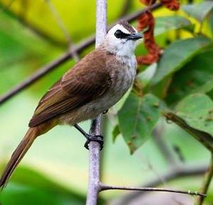 Kei kecil islands birding trip