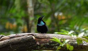 Bops (birding-Nimbokrang with Brother Mac)