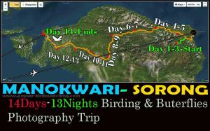 Arfak foot hills Birds Photography