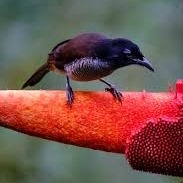 ARFAK-FOOTHILLS-TREK-PAPUA (4)