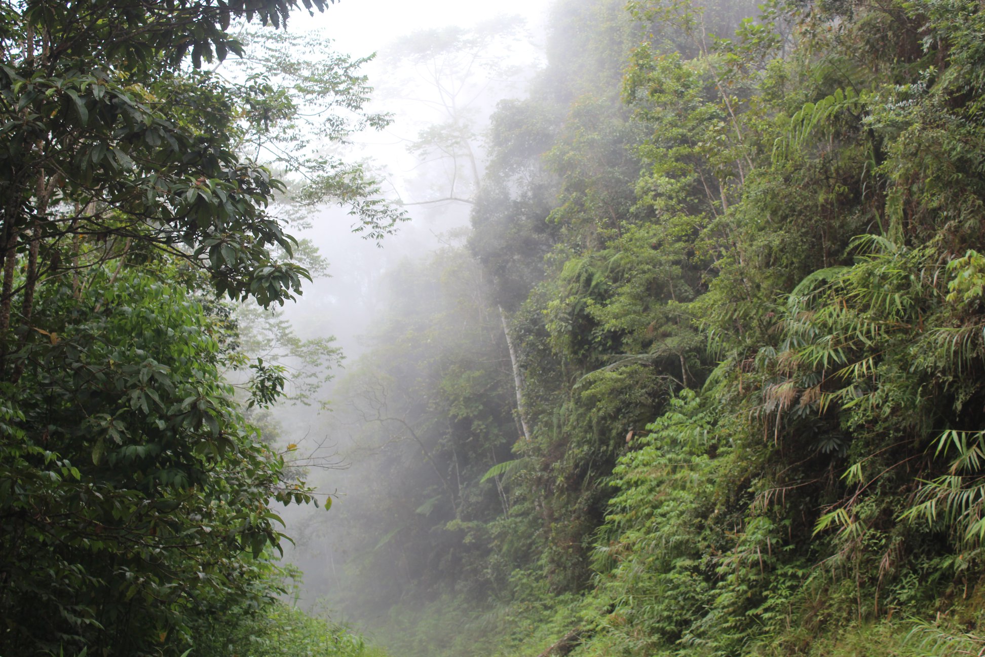 ARFAK-FOOTHILLS-TREK-PAPUA (5)